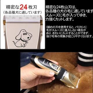 撮影モデルワンちゃん募集♪の画像