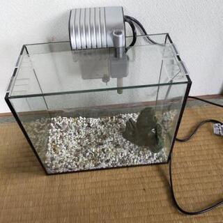 初心者向けアクアリウム用小型ガラス水槽10ℓ おまけ付き