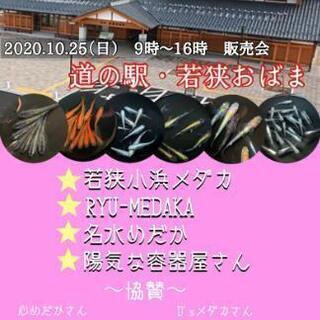 メダカ