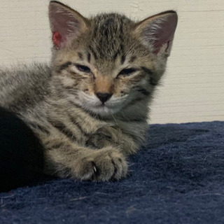 生後1か月　子猫　2匹
