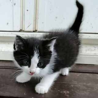 一時受付を中止します子猫をもらって下さい