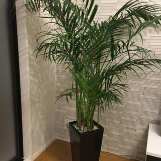 【相談中です】観葉植物 アレカヤシ  大型