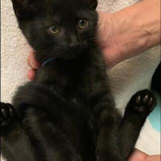 真っ黒ちゃん（里親さん決まりました）