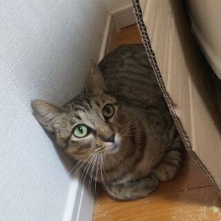 猫を探してます。