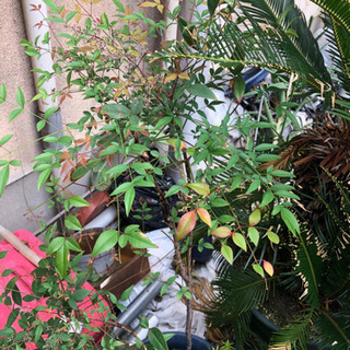 植木各種の画像
