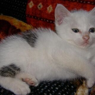 離乳期のオスの子猫です（クロブチ）。