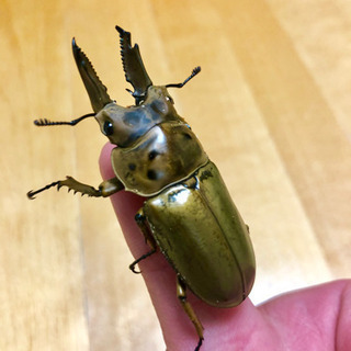 オウゴンオニ クワガタ　モセリオウゴンオニ　ババオウゴンオニ 