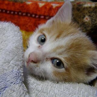 離乳期のオスの子猫です（チャシロ）。