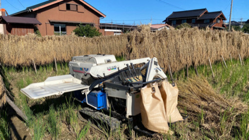 お待たせしました‼︎令和2年度愛知県(常滑市)新米いのちの壱10kg無農薬有機肥料使用稲架がけ天日干し1度お試し下さい