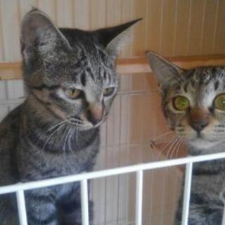 【現在受付休止中】仔猫の里親様募集(特典付)
