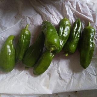 雨の日お野菜４点。の画像