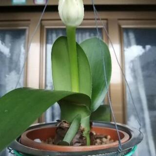 マユハケオモト　花芽がつきました