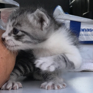 かわいい子猫です！玉野市 - 玉野市