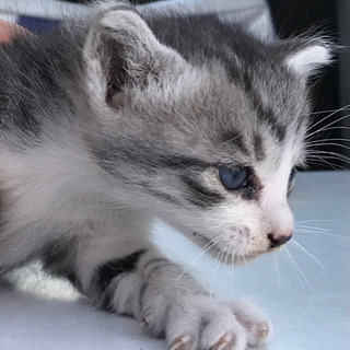かわいい子猫です！玉野市 - 猫