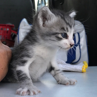 かわいい子猫です！玉野市 - 里親募集