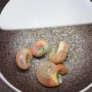 レッドラムズホーン 20匹500円