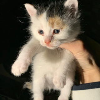 【里親様決定しました♡】野良猫が子猫を産みました！兄と妹たちです...