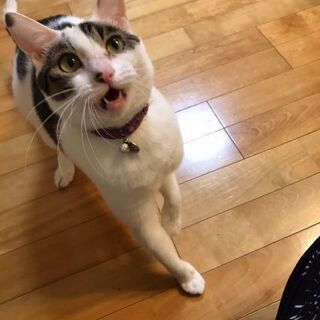 大人しく飼いやすい女の子🎀♀