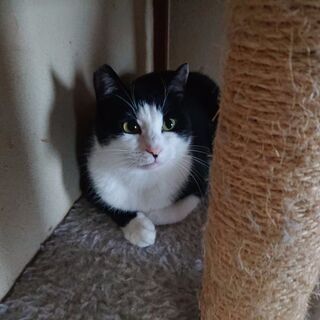 大人しくて小さなトムキャット