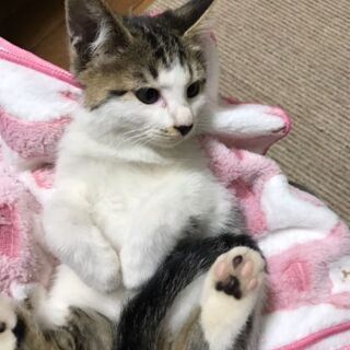 白キジ 3カ月ぐらい 男の子（里親決まりました） − 滋賀県