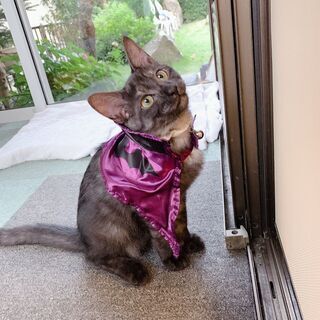 犬と仲良し、ぜんいつ君