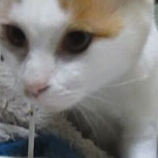 生後6か月弱位のメス子猫。＆母親？姉妹？猫※2020-10-14...