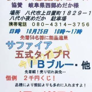 八代小夜めだか  秋の大感謝際セール
