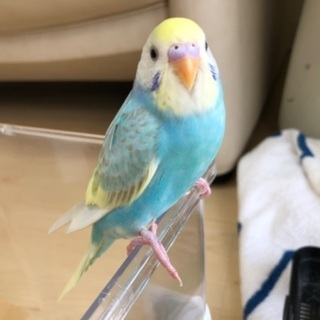 セキセイインコを探しています‼️