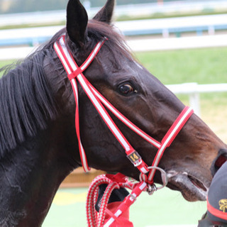 競馬好き仲間募集!