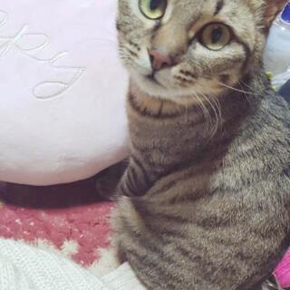 急募！キジトラと黒猫の里親募集です！！