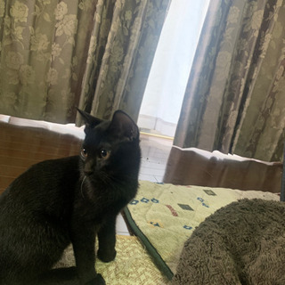 3カ月黒猫オス