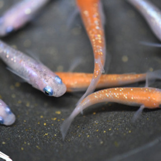 紅白ラメ　めだかの画像