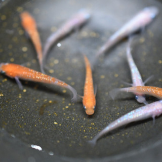 紅白ラメ　めだかの画像