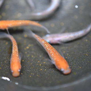 紅白ラメ　めだかの画像