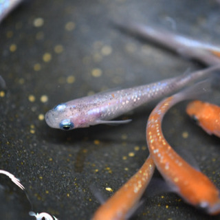 紅白ラメ　めだかの画像