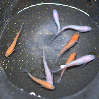 紅白ラメ　めだか