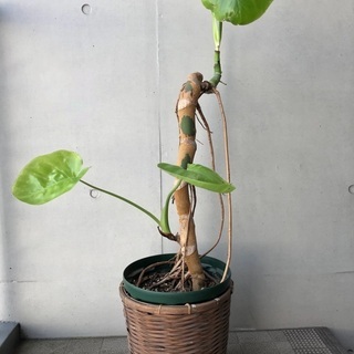 【大型観葉植物】モンステラ