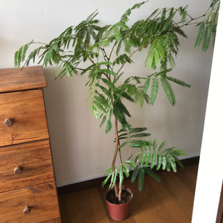 エバーフレッシュ   観葉植物