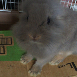 うさぎ