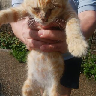 片目の子猫　人懐こい男の子です(譲渡希望者と交渉しますので、募集...