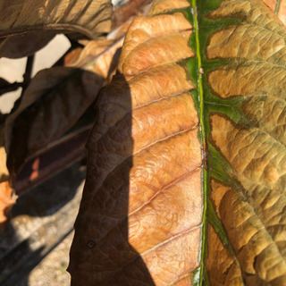 ビワの木を頂いたのですが