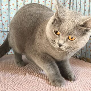 シャルトリュー 人慣れしている活発♪成猫