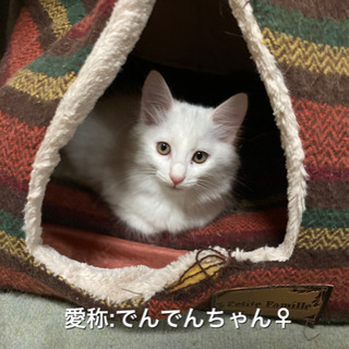 里親さんを募集します