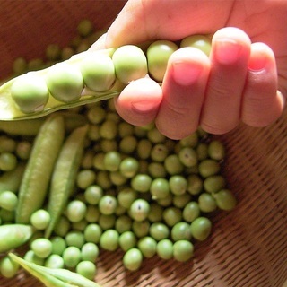 自然農でえんどう豆とそら豆を育てる会。やります！