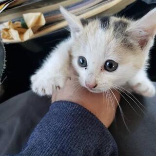 子猫