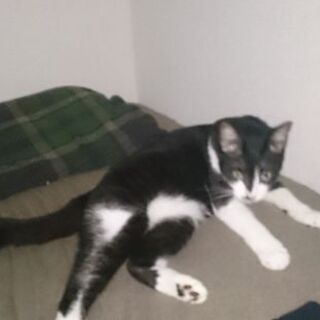 猫を探しています❗