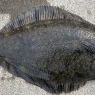釣り友募集！釣り道具無くてもOK - 友達
