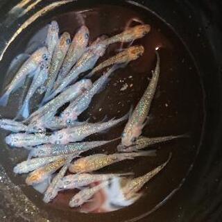 メダカ(夜桜)若魚・成魚2ペアの画像
