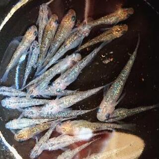 メダカ(夜桜)若魚・成魚2ペアの画像