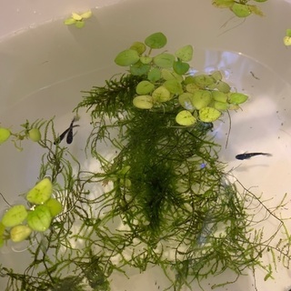 【現物】めだか サタン 黒ヒレ7匹と水草